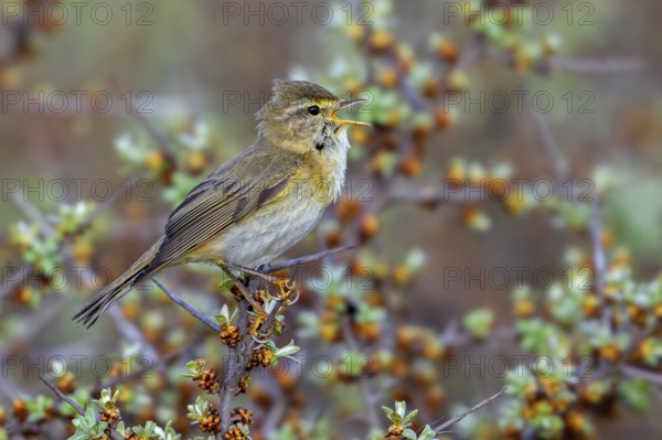 Willow warbler (Phylloscopus trochilus, Motacilla trochilus) calling from shrub in spring