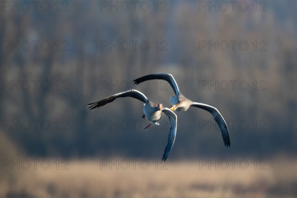 Aerial dispute between two greylag geese, in the Großen Rosin Moor nature reserve, Mecklenburg-Western Pomerania, Germany, Europe