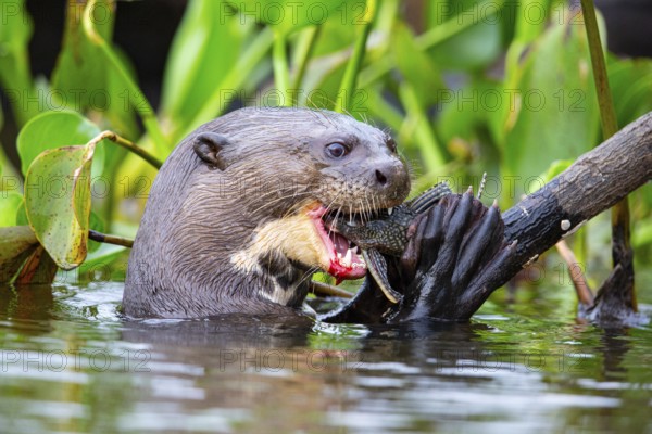 Giant otter (Pteronura brasiliensis) Pantanal Brazil
