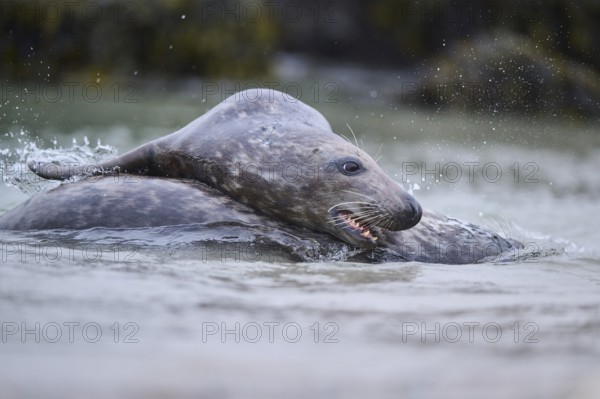 Grey seal (Halichoerus grypus) playing with each other in the water, sea, Düne, Helgoland, Schleswig-Holstein, Germany, Europe