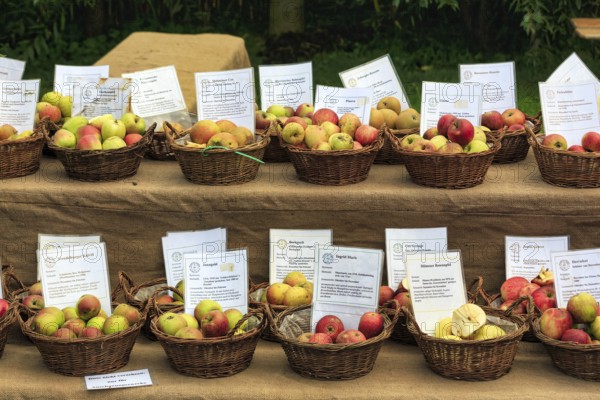 Market stall, many different apple varieties (Malus), Shepherd and Hat Festival 2017, Amelungsborn Monastery, Negenborn, Lower Saxony, Germany, Europe