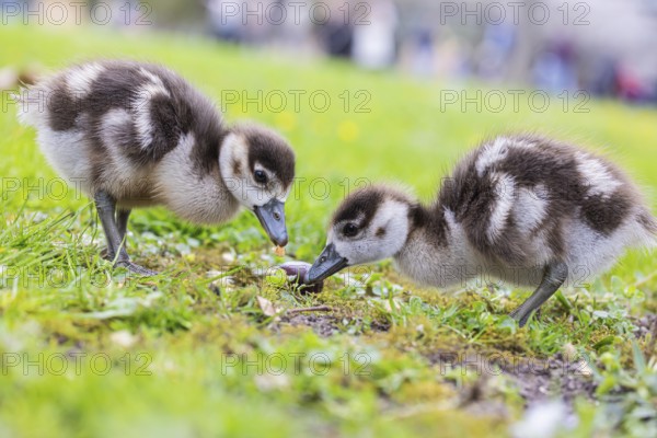 Chicks of the Nile Goose (Alopochen aegyptiaca) freshly hatched, park in spring with spring flowers. Baden-Württemberg, Germany, Europe