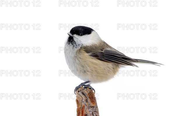 Willow tit (Poecile montanus borealis, Parus montanus) perched on branch in winter, Finland, Scandinavia, Europe