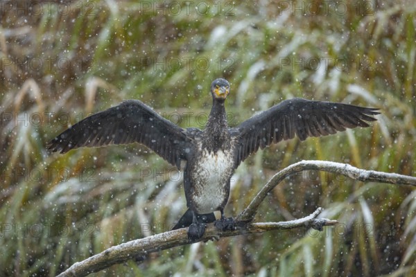 Cormorant (Phalacrocorax carbo) during snowfall Germany