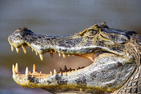 Spectacled caiman (Caiman crocodilius) Panatanal Brazil
