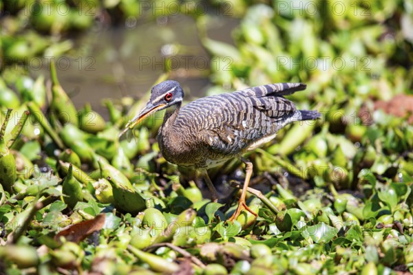 Sun rail (Eurypyga helias) Pantanal Brazil