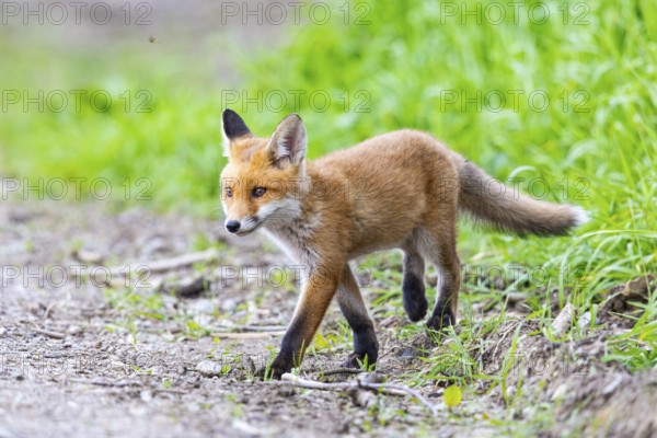 Fox (Vulpes vulpes) puppy Germany