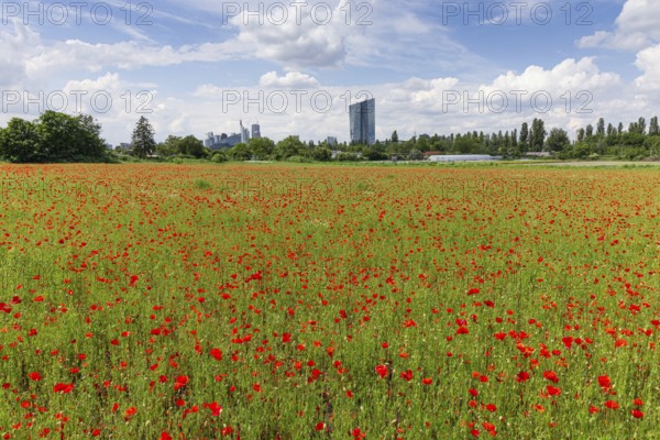 A field of poppies is in full bloom in front of the European Central Bank (ECB) and the bank skyline in Frankfurt's Oberrad district, Oberrad, Frankfurt am Main, Hesse, Germany, Europe