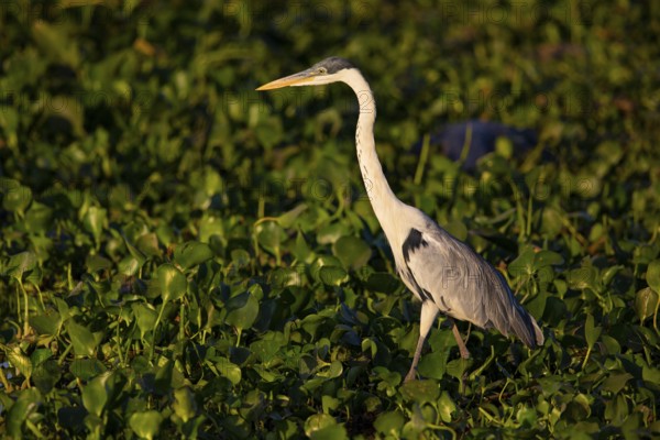 Cocoi Heron (Ardea cocoi) Pantanal Brazil