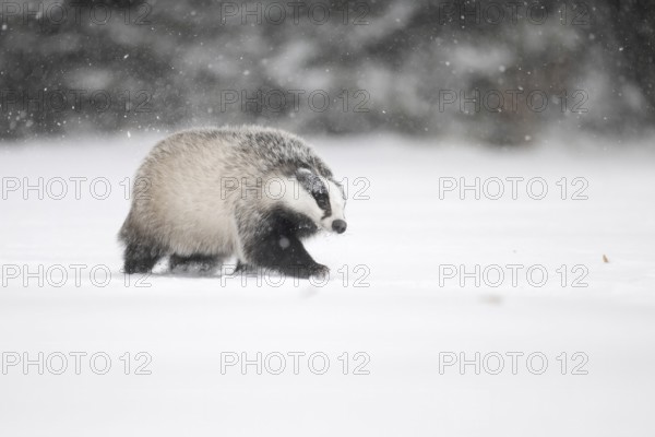 Badger in the snow, Wittlich, Rhineland-Palatinate, Germany, Europe