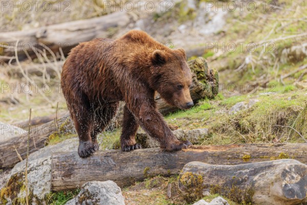 A young male brown bear (Ursus arctos arctos), soaked from bathing in a stream, runs over hilly terrain past rocks and rotting tree trunks