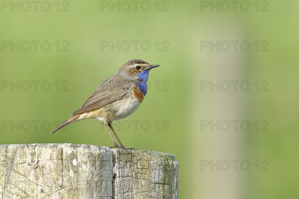 Bluethroat (Luscinia svecica cyanecula), male, on a pasture fence post, wildlife, Lembruch, Ochsen Moor, Dümmer nature park Park, Lower Saxony, Germany, Europe