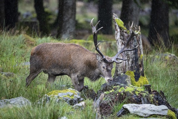Red deer (Cervus elaphus) Rutting behaviour captive Germany
