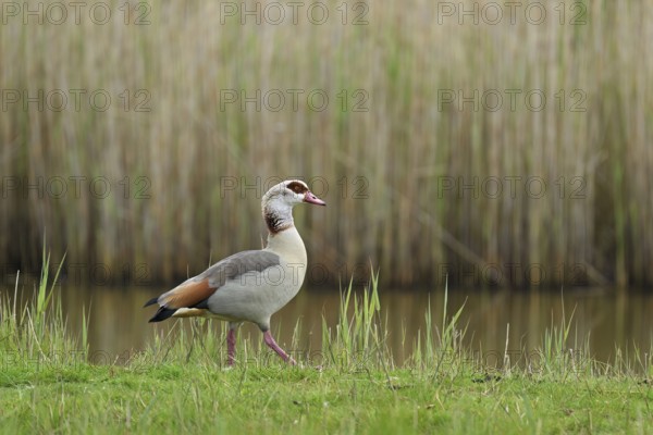 Egyptian goose (Alopochen aegyptiaca), male standing at the edge of a pond, Texel, West Frisian Islands, province of North Holland, Netherlands