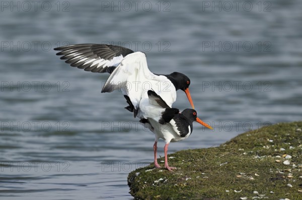 Oystercatcher (Haematopus ostralegus), mating, Texel, West Frisian Islands, province of North Holland, Netherlands