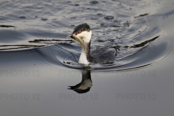 Slavonian grebe (Podiceps auritus), adult, in a white plumage, winter plumage, swimming with a fish in its beak, Lake Zug, Switzerland, Europe