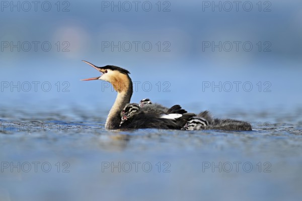 Great Crested Grebe (Podiceps scalloped ribbonfish), with two chicks in plumage and swimming in Lake Zug, Canton Zug, Switzerland, Europe