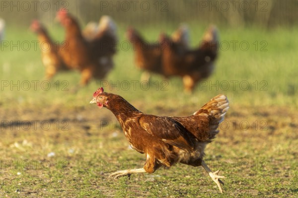 Chicken running in a meadow, more chickens in the background, lively atmosphere, domestic chicken, Rhineland-Palatinate, Germany, Europe