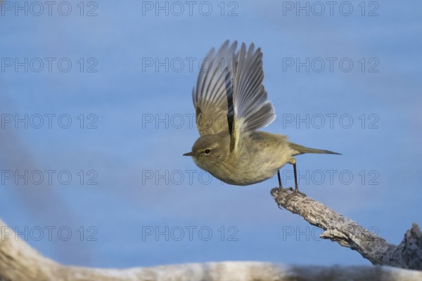 A chiffchaff (Phylloscopus collybita) flies with outstretched wings from a branch against a blue sky, Hesse, Germany, Europe