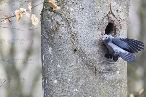 Stock Dove (Columba oenas) at Black Woodpecker Cave Germany