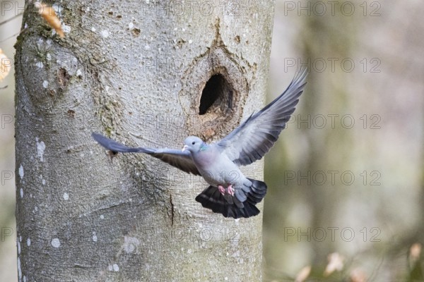 Stock Dove (Columba oenas) at Black Woodpecker Cave Germany