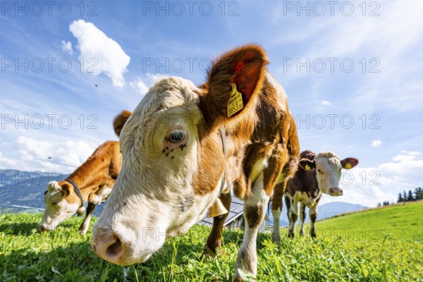 Three young curious calves (Bos primigenius taurus), cows on an alpine meadow, stretching their snouts towards the camera, Simmental cattle, Hochbrixen, Brixen im Thale, Tyrol, Austria, Europe