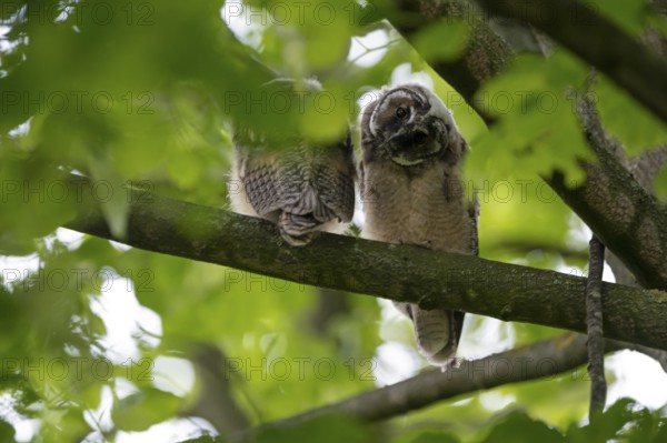 Long-eared owl (Asio otus), two young birds, nest fledglings, Bottrop, Ruhr area, North Rhine-Westphalia, Germany, Europe