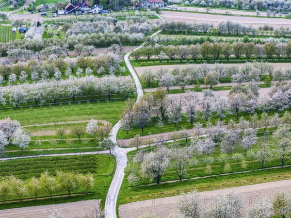 Spring near Sasbach in the Achertal in the Ortenau district. Orchards in bloom.Sasbach, Baden-Württemberg, Germany, Europe