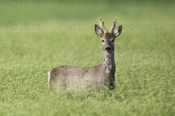 Roebuck (Capreolus capreolus), standing in a grain field, Lake Neusiedl National Park, Seewinkel, Burgenland, Austria, Europe