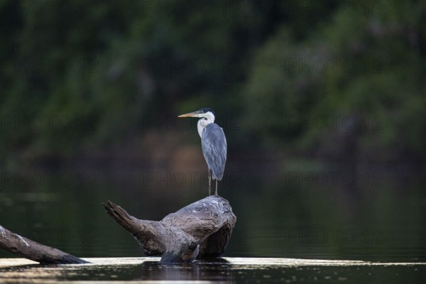 Cocoi Heron (Ardea cocoi) Pantanal Brazil
