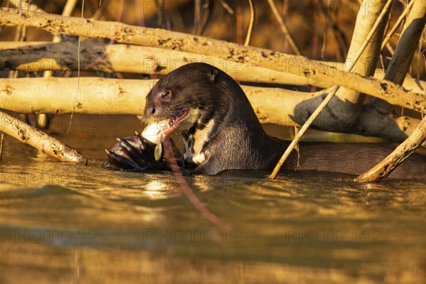 Giant otter (Pteronura brasiliensis) Pantanal Brazil