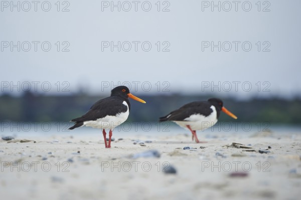 Eurasian oystercatcher (Haematopus ostralegus) on the beach, Düne, Helgoland, Schleswig-Holstein, Germany, Europe