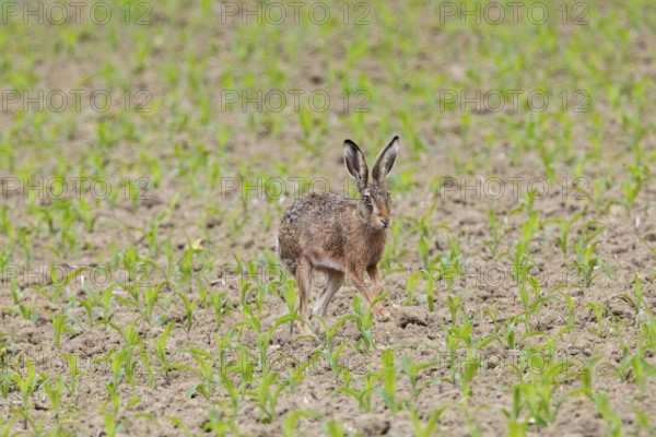European hare (Lepus europaeus) Germany