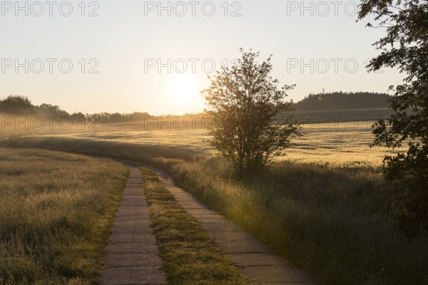 Field path between meadows and grain field with morning mist at sunrise, Bischofswerda, Saxony, Germany, Europe