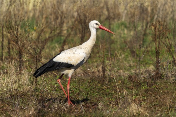 A stork walking through a green meadow in a natural landscape, White stork (Ciconia ciconia), wildlife, Germany, Europe