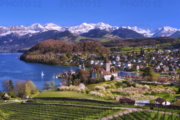 View of Spiez with castle, blossoming cherry trees and Lake Thun, with snow-covered Bernese Alps in the background, Canton of Bern, Switzerland, Europe