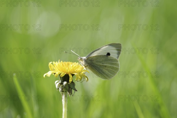 Cabbage butterfly (Pieris brassicae), butterfly, dandelion, flower, meadow, colourful, The Cabbage butterfly sits on the yellow flower of the dandelion and sucks nectar