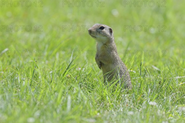 European ground squirrel (Spermophilus citellus) standing upright in a meadow, Burgenland, Austria, Europe
