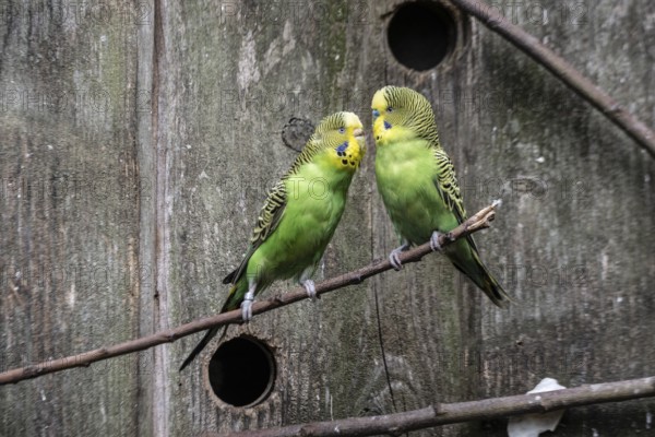 Budgerigars (Melopsittacus undulatus), Lower Saxony, Germany, Europe