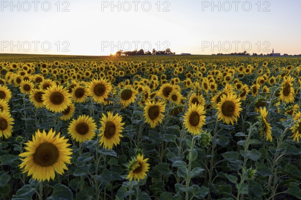 Field with sunflowers (Helianthus annuus) in bloom at sunset, near Priestewitz, Saxony, Germany, Europe