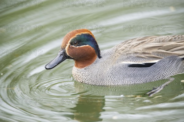 Eurasian teal (Anas crecca) male swimming in a lake, Bavaria, Germany, Europe