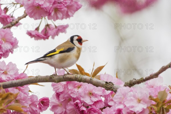 Goldfinch (Carduelis carduelis) on a branch full of pink cherry blossoms in a spring-like setting, Hesse, Germany, Europe