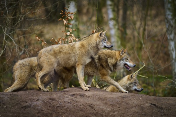 Wolf (Canis lupus), three wolves standing together on a hill in the forest, Germany, Europe