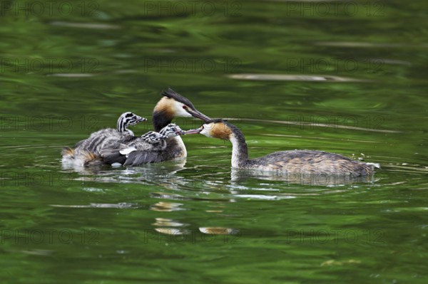 Great Crested Grebe (Podiceps Scalloped ribbonfish), pair feeding a chick with fish, swimming in the water, Lake Zug, Kanon Zug, Switzerland, Europe