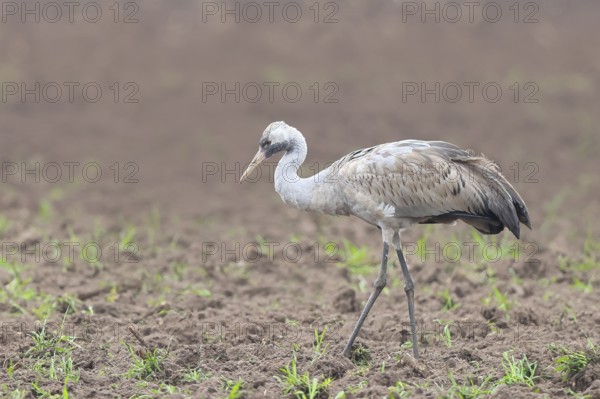 Common crane, Common crane (Grus grus) young bird standing on a field in spring, wildlife, birds, animals, Rehdener Geestmoor, Dümmer nature park Park, Lower Saxony, Germany, Europe