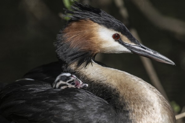 Great Crested Grebe (Podiceps Scalloped ribbonfish) with juvenile, Emsland, Lower Saxony, Germany, Europe