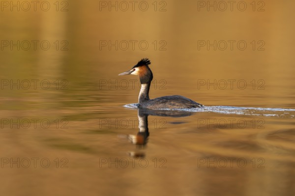 Great Crested Grebe (Podiceps Scalloped ribbonfish), Vulkaneifel, Rhineland-Palatinate, Germany, Europe