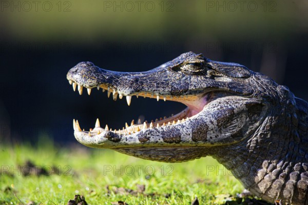 Spectacled caiman (Caiman crocodilius) Pantanal Brazil