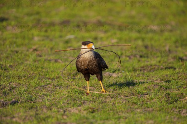 Crested caracara (Polyborus plancus) Pantanal Brazil