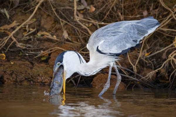 Cocoi Heron (Ardea cocoi) Pantanal Brazil